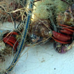 90 espècies pateixen els efectes de les arts de pesca perdudes al litoral català Uns cargols atrapats en arts de pesca Data de publicació: divendres 01 d’abril del 2022, 10:52 Localització: Torroella de Montgrí Autor: Cedida pel Departament d'Acció Climàtica