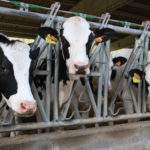 El Consell Comarcal i Llet Nostra formaran ramaders per cobrir les places de feina que ofereix l’empresa Unes vaques de la granja d'investigació de l'IRTA Data de publicació: dimecres 06 d’abril del 2022, 13:18 Localització: Monells Autor: Gemma Tubert