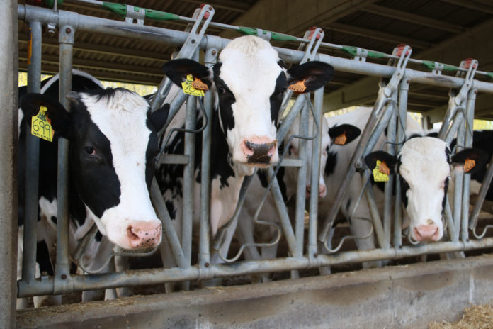 60cb13ec-3d6e-4850-a8ef-9a8915101950 Unes vaques de la granja d'investigació de l'IRTA Data de publicació: dimecres 06 d’abril del 2022, 13:18 Localització: Monells Autor: Gemma Tubert