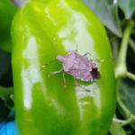 L’escarabat bernat marbrejat torna a afectar als cultius de fruita i verdura de la comarca Un exemplar d'escarabat bernat marbrejat menjant-se un pebrot Data de publicació: dilluns 30 de maig del 2022, 12:43 Localització: Bordils Autor: Imatge cedida a l'ACN pel Departament d'Acció Climàtica