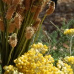 varwwwvhostsradiocapital.cathttpdocswp-contentuploads202205localimages00_MUSEU_SORTIDA_FLORS.jpg