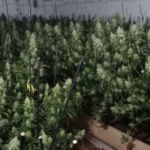 Tres detinguts a Torroella per una plantació de marihuana