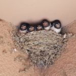 Sabies que està prohibit eliminar de les façanes els nius d’espècies d’aus protegides? privat:-sabies-que-esta-prohibit-eliminar-de-les-facanes-els-nius-d’especies-d’aus-protegides?