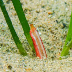 Els biòlegs i submarinistes observen per primera vegada la floració dels prats marins de gram a Pals i al golf de Roses Una flor masculina de la Cymodocea nodosa detectada al prat de gram que hi ha al golf de Pals - Autor: Martí Vilanova / Cedida per la Fundació Alive