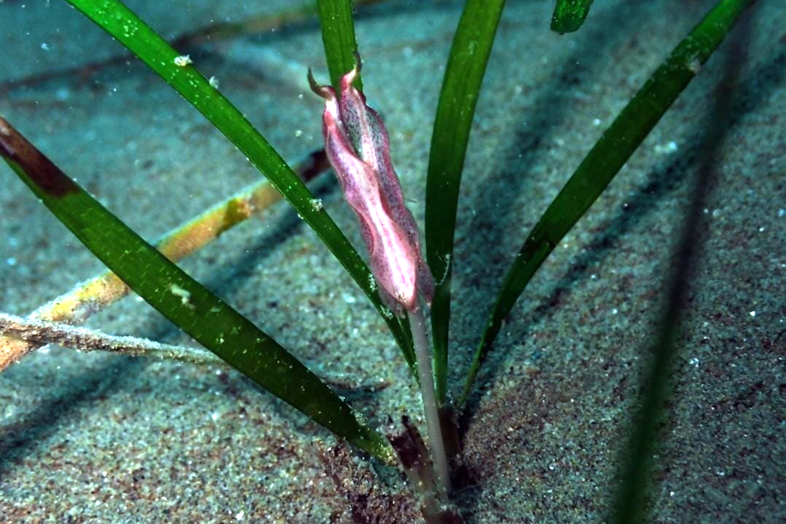 Una flor masculina de la Cymodocea nodosa detectada al prat de gram que hi ha al golf de Roses - Autor: Andrea Cabrito / Cedida per la Fundació Alive