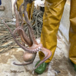 Prohibit pescar pop roquer a la costa del Baix Empordà