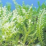 Localitzen per primer cop algues invasores australianes a la costa de l’Empordà