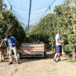 La collita de poma de Girona baixarà un 13%, serà més dolça per la calor però algunes varietats tindran menys color Poma