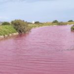 L’aigua del Ter es tenyeix de vermell per possible contaminació bacteriana