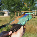 Instal·len un sistema de radioseguiment a sis exemplars de gaig blau als Aiguamolls de l’Empordà Un exemplar de gaig blau amb el dispositiu GPS Data de publicació: divendres 16 de setembre del 2022, 12:21 Localització: Castelló d'Empúries Autor: Cedida a l'ACN per Endesa