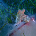 Els investigadors de la Fundació Alive no troben pops adults a les badies de Pals i Roses