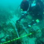 Un estudi comprovarà l’estat de la posidònia a Cala Montgó SUBMON- Cala Montgo - Recull dades posidònia