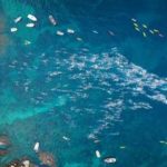 Radikal ocean52: la competició en aigües obertes de referència amb 1.500 participants privat:-radikal-ocean52:-la-competicio-en-aigues-obertes-de-referencia-amb-1.500-participants