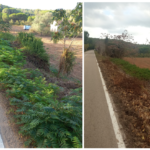 Palafrugell finalitza l’eliminació de plantes invasores privat:-finalitzen-les-actuacions-de-control-de-flora-exotica-invasora-a-palafrugell