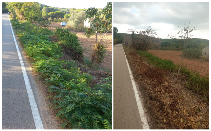 privat:-finalitzen-les-actuacions-de-control-de-flora-exotica-invasora-a-palafrugell