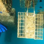 Els biohuts a Sant Feliu de Guíxols contribueixen a regenerar la biodiversitat Biohuts