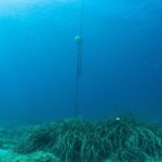 Palamós instal·larà 40 boies ecològiques més per potenciar la conservació dels hàbitats marins Boies Palamós