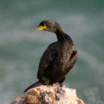 Detecten microplàstics en nou de cada deu corbs marins de la costa catalana Un corb marí emplomallat en una de les costes catalanes- Autor: Júlia Ferrer (UdG)