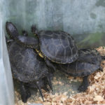 Alliberen sis tortugues d’estany a Foixà per recuperar l’espècie amenaçada al Baix Ter Diverses tortugues d'estany en una capsa abans de ser alliberades a l'hàbitat natural Data de publicació: dilluns 17 d’octubre del 2022, 11:52 Localització: Foixà Autor: Aleix Freixas