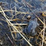 Reintrodueixen tortugues en perill d’extinció al Parc Natural del Montgrí