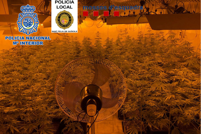 La plantació de marihuana localitzada a Sant Feliu de Guíxols Data de publicació: dimecres 16 de novembre del 2022, 10:24 Localització: Sant Feliu de Guíxols Autor: Redacció