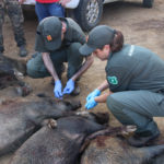 La Generalitat declararà l’emergència cinegètica pels senglars al nord de Girona i de Barcelona a principis de 2023