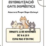 privat:-campanya-2023-d’esterilitzacio-de-gats-domestics