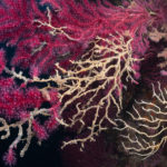 Bussejadors de la Fundació Alive alerten de la degradació del fons marí del Montgrí Un exemplar de 'Gorgonia Paramuricea' amb algunes branques mortes situada al fons del mar del puig de la Sardina - Imatge cedida a l'ACN per la Fundació Alive