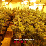 Desmantellen una plantació de marihuana en una casa de Sant Feliu de Guíxols valorada en 80.000 euros Una de les habitacions plenes de plantes de marihuana en ple període de floració que els Mossos d'Esquadra han desmantellat en un domicili de Sant Feliu de Guíxols - Mossos d'Esquadra