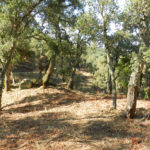 Un nou projecte buscarà tècniques per millorar la productivitat i la resiliència de les suredes amb el canvi climàtic