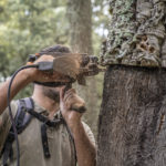 Un informe de la Fundació Institut Català del Suro xifra l’impacte del sector surer en 883 Milions, el 2023