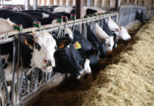 Detecten un nou focus de dermatosi nodular en una granja de Campany i caldrà sacrificar 106 vaques Vaques menjant farratge a la granja Matas de Cruïlles Data de publicació: diumenge 04 de desembre del 2022, 08:00 Localització: Cruïlles Autor: Ariadna Reche