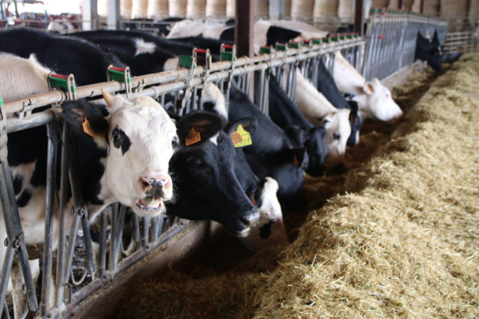 Vaques menjant farratge a la granja Matas de Cruïlles Data de publicació: diumenge 04 de desembre del 2022, 08:00 Localització: Cruïlles Autor: Ariadna Reche