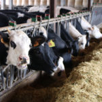 La crisi de preus de la llet i la manca de relleu s’emporten el 41% de les granges gironines durant l’última dècada