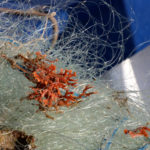 Confraries de Girona i Barcelona instal·len aquaris per recuperar coralls, gorgònies i esponges pescades accidentalment