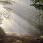 L’Ajuntament de Palamós inicia un projecte preventiu d’incendis forestals