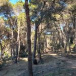 Executen els treballs de prevenció d’incendis i millora forestal al camí de ronda de Palamós Palamós treballs prevenció incendis camí ronda
