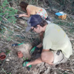 Acció Climàtica impulsa un projecte per recuperar tres espècies de flora de les comarques gironines en perill d’extinció