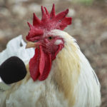 Ràdio Capital entrevistarà una gallina de l’Empordà