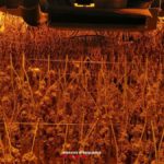 Presó provisional per a 3 homes que cultivaven marihuana a Torroella de Montgrí