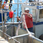 La flota d’encerclament de la Costa Brava torna a pescar després de la veda biològica de dos mesos Veda