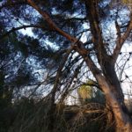 La ventada continua forta a l’Empordà i els Bombers reben una quinzena d’avisos