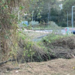 Entitats ecologistes denuncien la tala d’una pineda sobre una duna de Pals