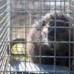 La Generalitat engega un pla de xoc per frenar l’expansió del coipú i reduir-ne un 70% la població a comarques gironines Coipú