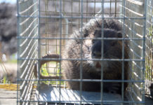 Unió de Pagesos exigeix mesures per controlar l’expansió del coipú a l’Alt i Baix Empordà Coipú