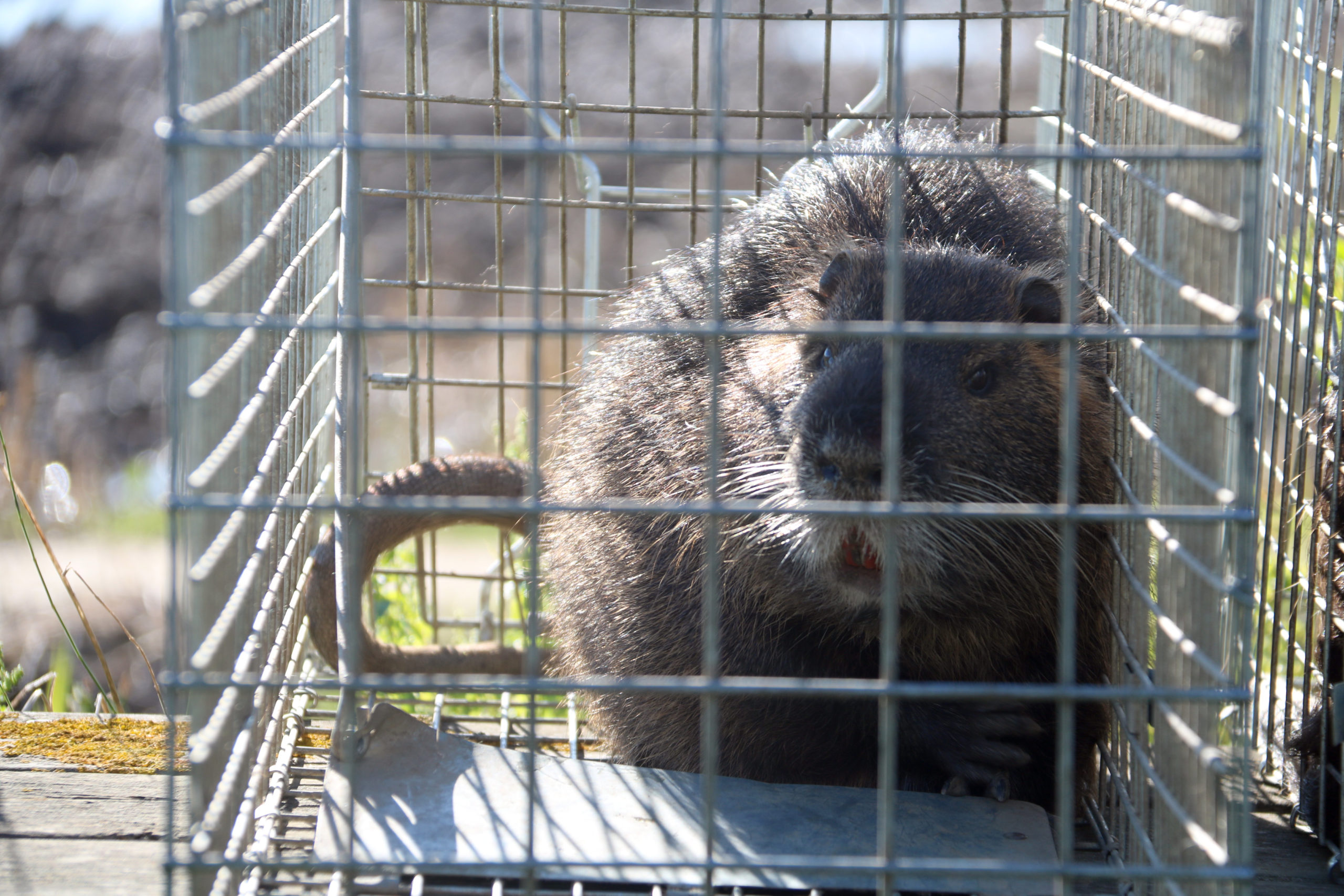 Unió de Pagesos exigeix mesures per controlar l’expansió del coipú a l’Alt i Baix Empordà Coipú