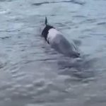 Salven un cetaci estancat en una cala de Begur cetaci Begur