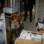 Gossos de les Policies Locals de Sant Feliu, Platja d’Aro i Palafrugell participen en una jornada sobre cerca i detecció Un dels gossos policia que han participat a la jornada celebrada a Lloret de Mar aquest divendres 3 de febrer del 2023 - Imatge de l'Ajuntament de Lloret de Mar