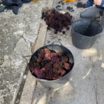 Denuncien 2 pescadors per excedir el límit de garoines extretes per dia Agents Rurals denuncien pescadors furtius garoines