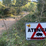 Unió de Pagesos entrarà al Parlament una nova proposició de llei de gestió sostenible de la fauna cinegètica Senglar. Emergència Cinegètica